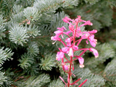 Fireweed 4