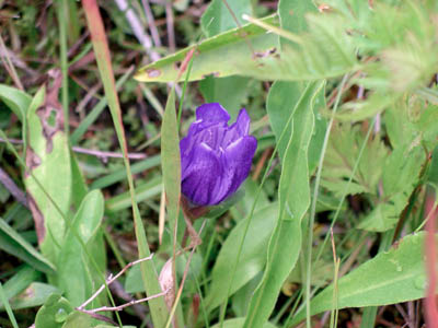 Gentian