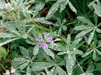 Lupine 1