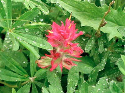 Magenta Paintbrush 01