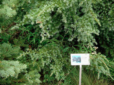 Mountain Hemlock