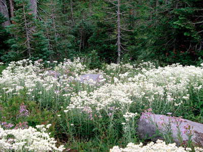 Mt Rainier 03