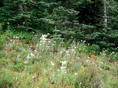Mt Rainier 09