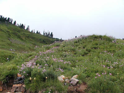 Mt Rainier105