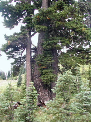 Mt Rainier109