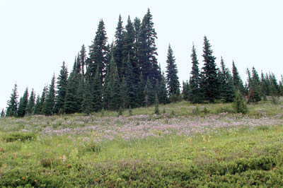 Mt Rainier110