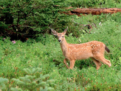 Mule Deer 3