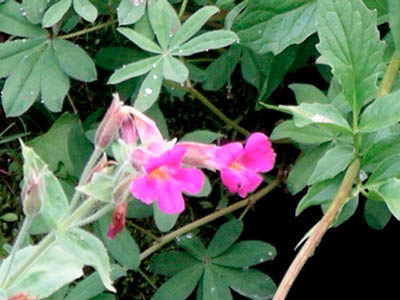 Pink Monkey Flower