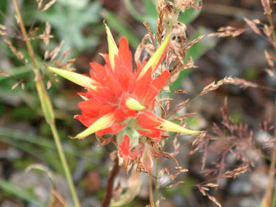 Scarlet Paintbrush
