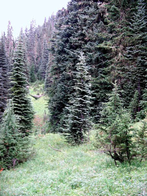 Spruce Trees 2