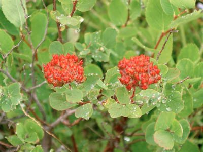 Subalpine Spirea 1