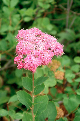 Subalpine Spirea 2