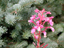 Fireweed 4