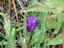 Gentian