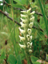 Ladies Tresses 2