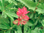 Magenta Paintbrush 01