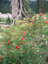 Mountain Ash 5