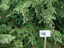 Mountain Hemlock