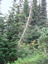 Mt Rainier 08