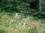 Mt Rainier 09