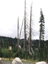 Mt Rainier 11