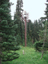 Mt Rainier 29