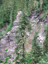 Mt Rainier 53