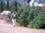 Mt Rainier 65