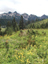 Mt Rainier101