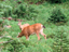 Mule Deer 1