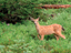 Mule Deer 3