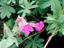 Pink Monkey Flower