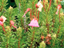 Pink Mountain Heather