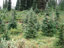 Spruce Trees 1