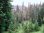 Spruce Trees 3