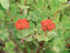 Subalpine Spirea 1