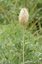 Western Anemone 1